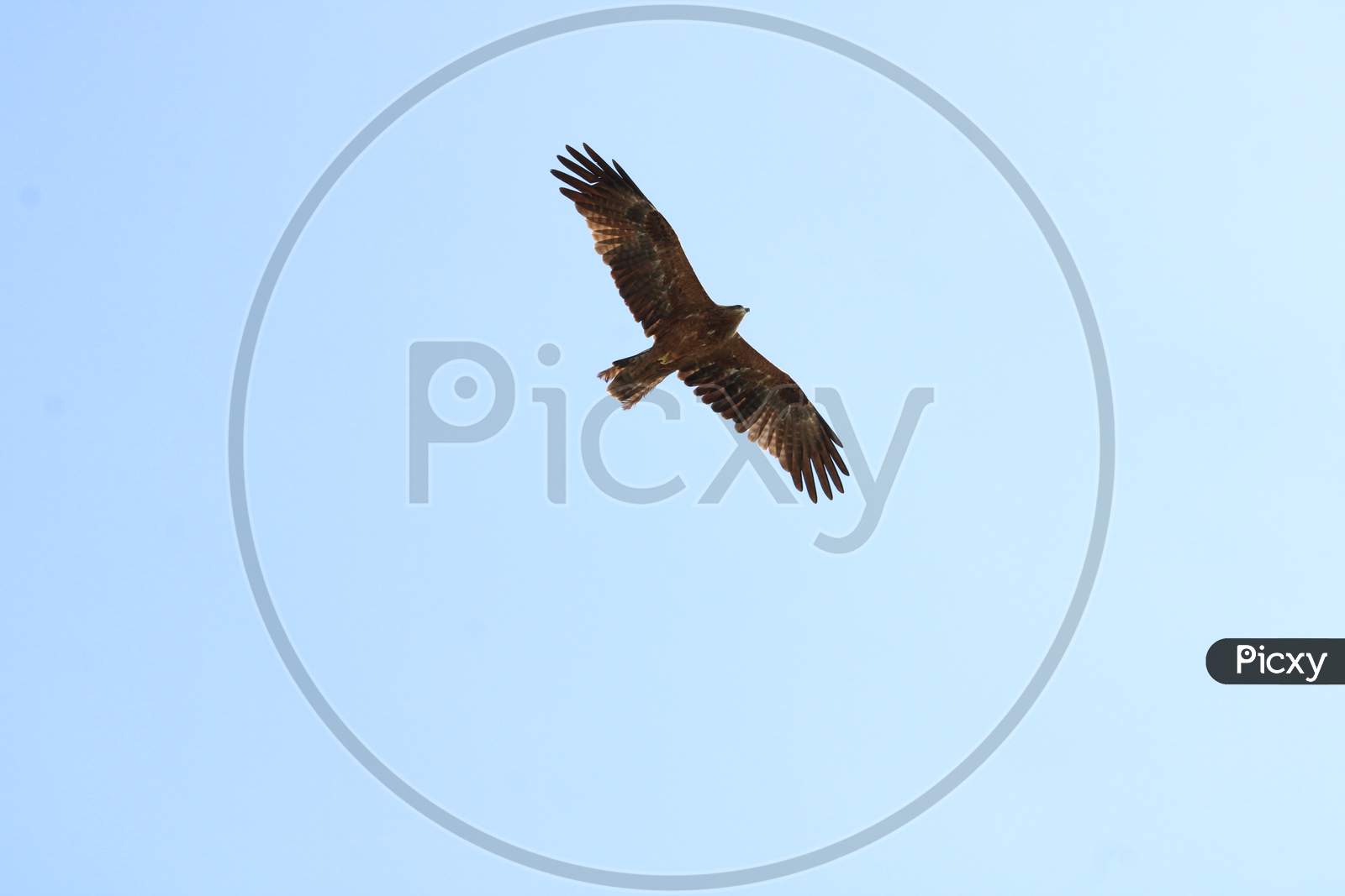 Eagle bir flying high in sky. Good background for teams message. Seasonal greetings.