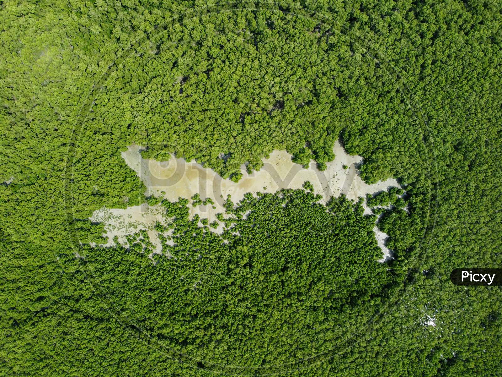 Aerial Top Down View Mangrove Forest
