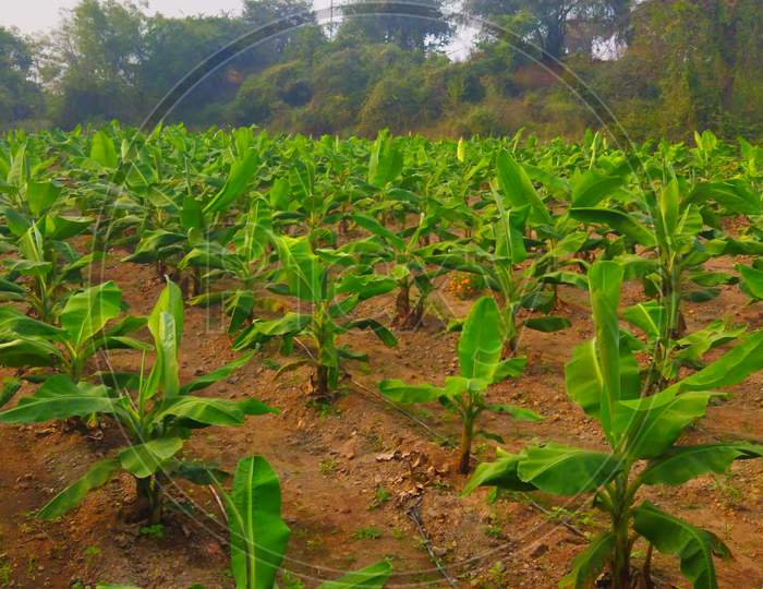 Little plantation of banana in the agriculture field of india