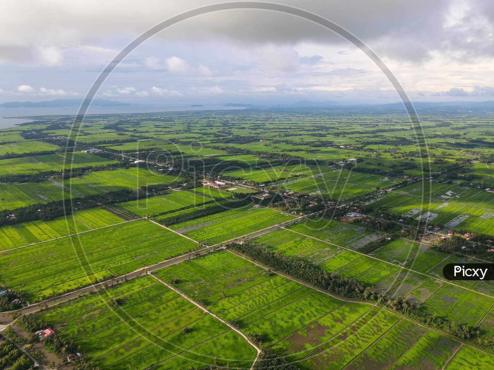 Aerial View Green Natural Landscape Of Paddy Field