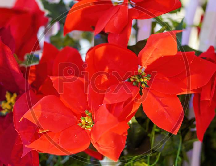 Colorful Christmas Red Artificial Flower With Blue Background.