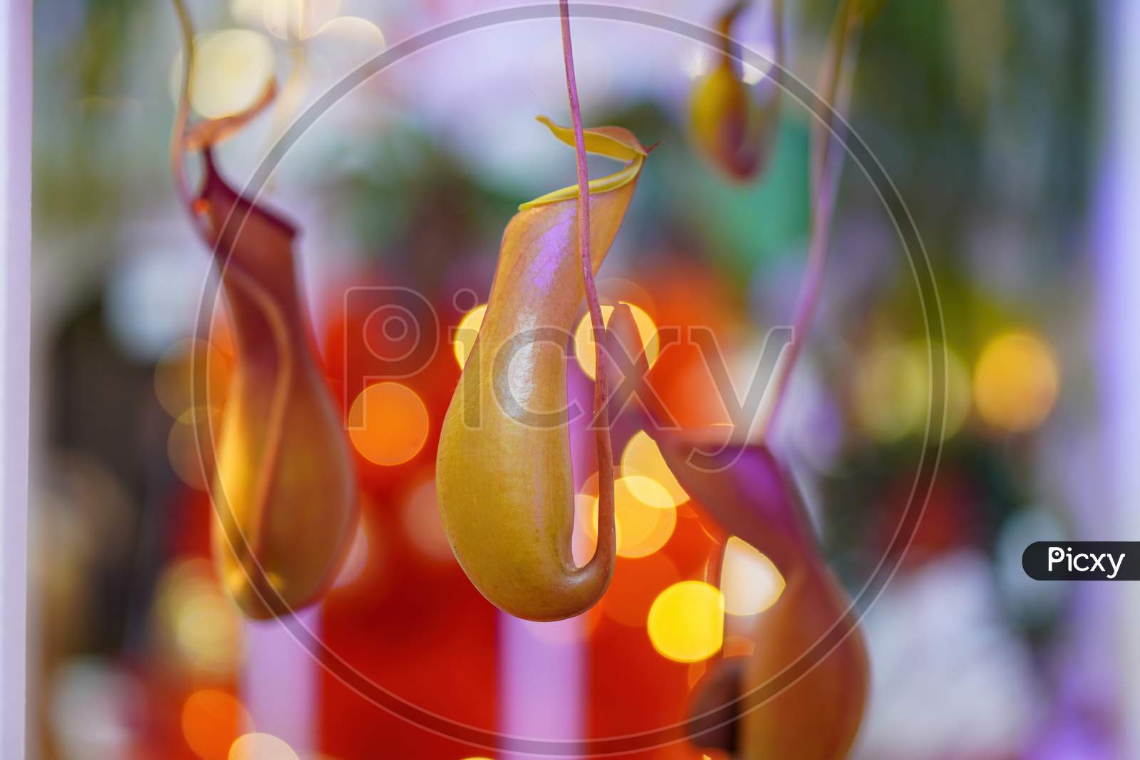Monkey Cup In Led Blur Background