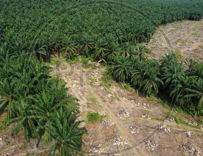 Aerial View Land Clearing Of Oil Palm Estate