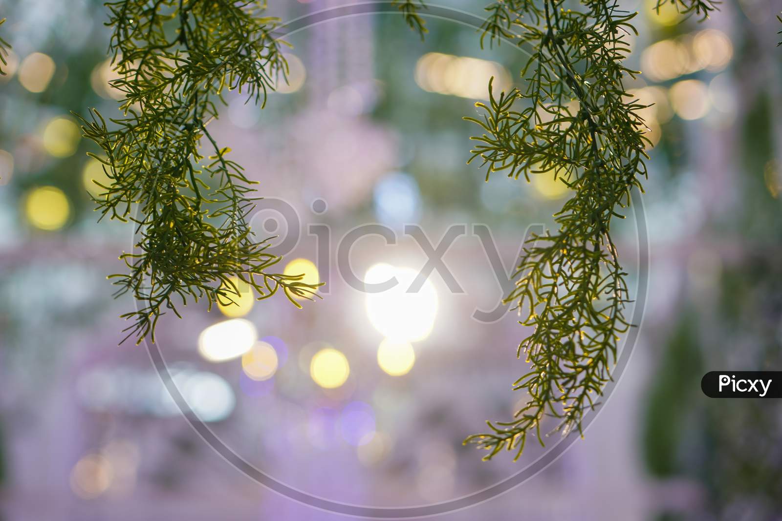 Green Plant In Led Bokeh Background