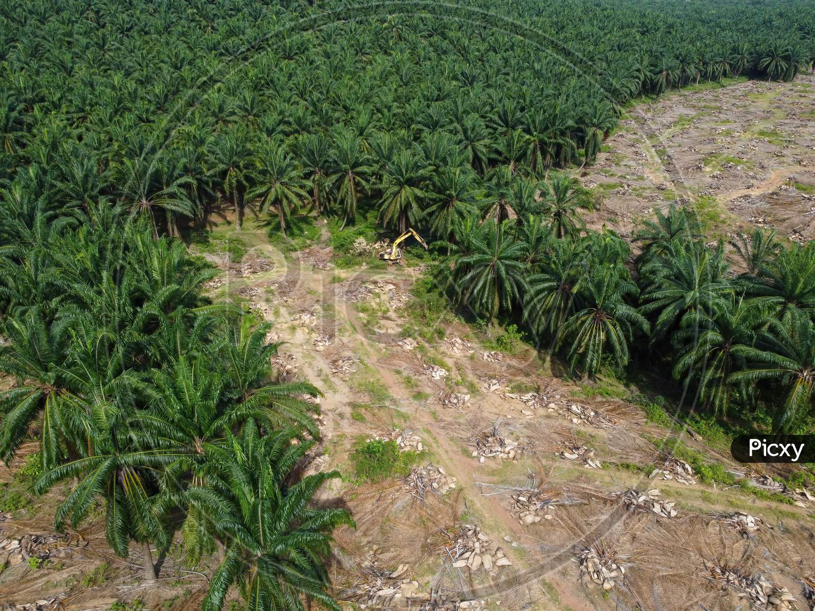 Aerial View Land Clearing Of Oil Palm Estate