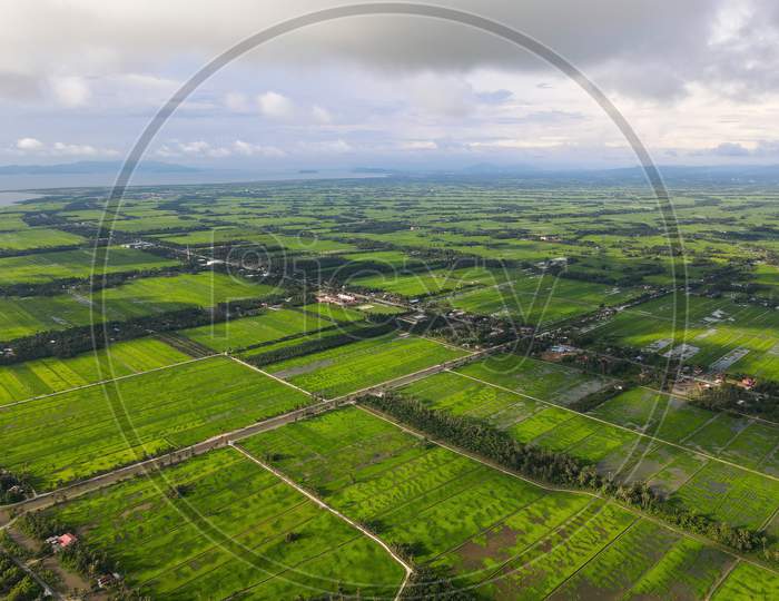 Aerial View Green Natural Landscape Of Paddy Field