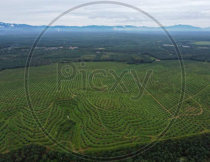 Aerial View New Plantation Of Young Oil Palm Farm