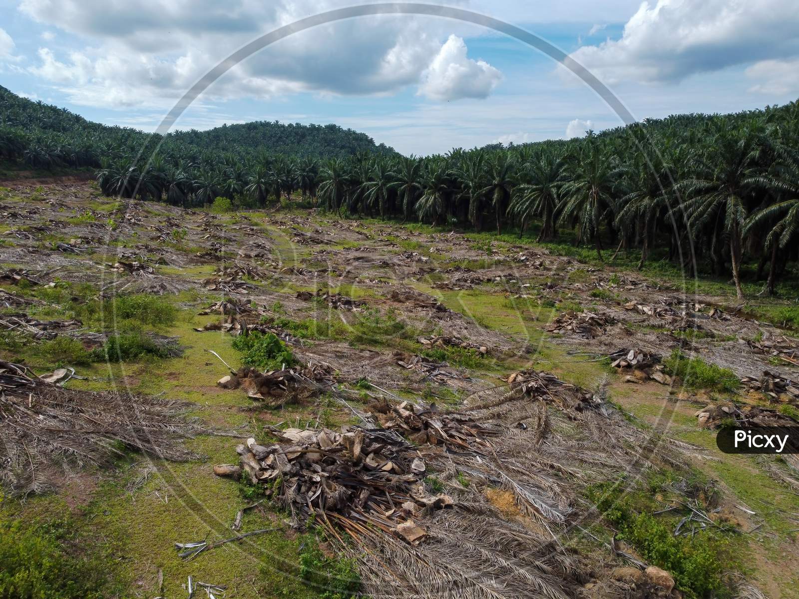 Oil Palm Plantation Is Cleared