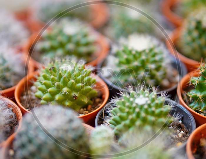 Close Up Small Cactus Plant In Pot