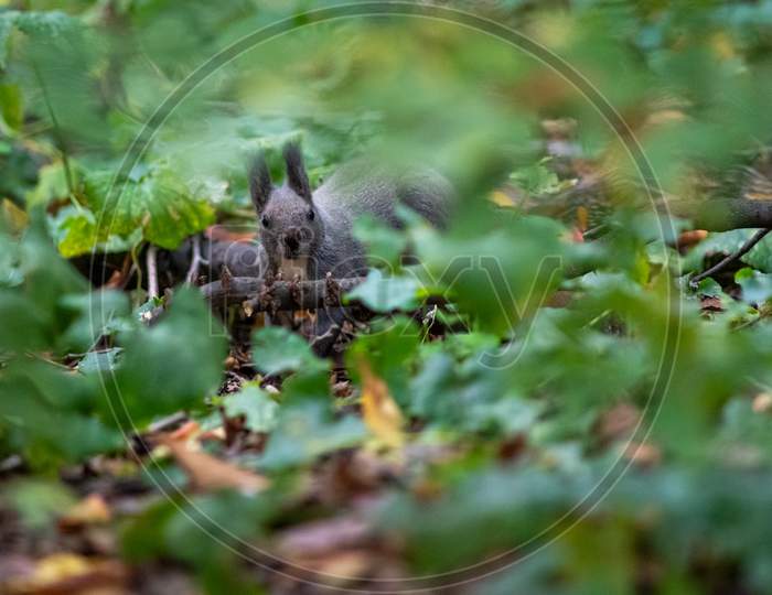 Cute Fluffy Squirrel Looking For Nuts In The Forest