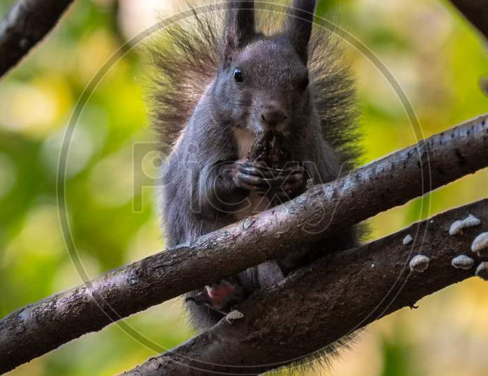 Cute Fluffy Squirrel On A Tree Branch