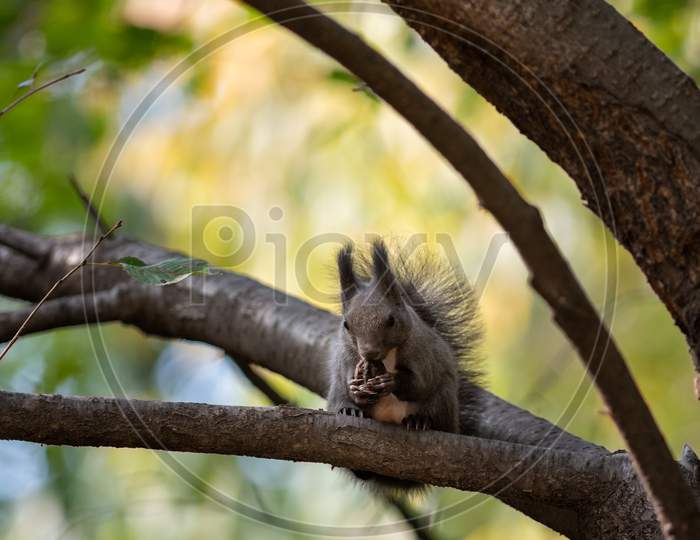 Cute Fluffy Squirrel On A Tree Branch