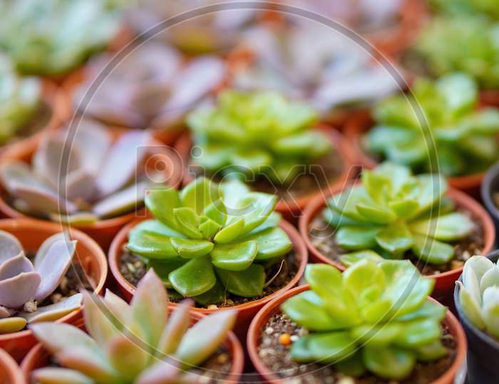 Succulents Plant In Small Pot