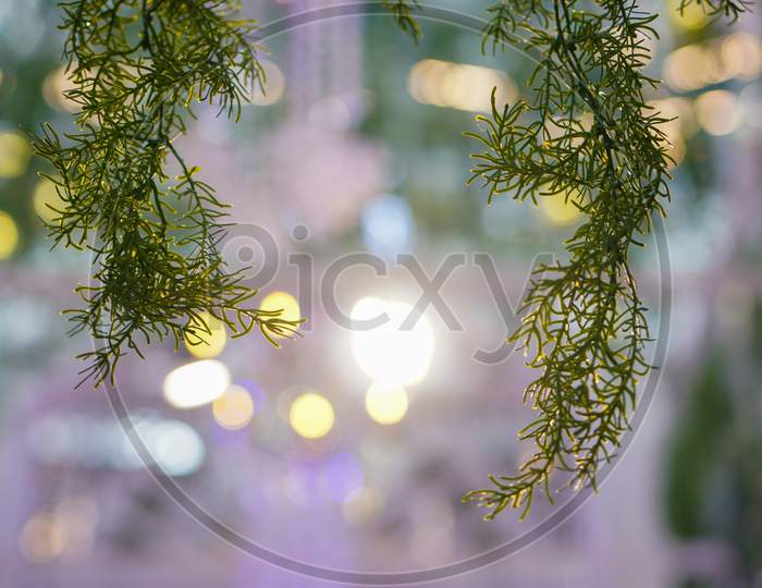 Green Plant In Led Bokeh Background