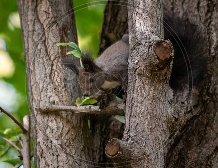 Cute Fluffy Squirrel On A Tree Trunk