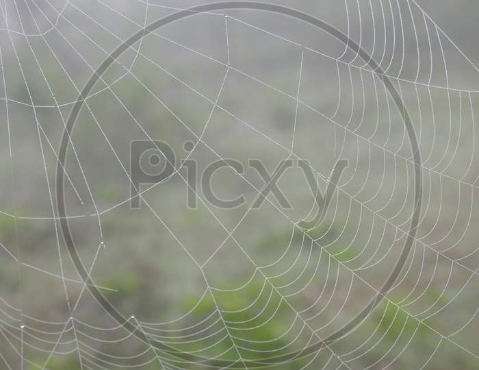 Beautiful Spider And Web With Water Drops In A Green Nature Background