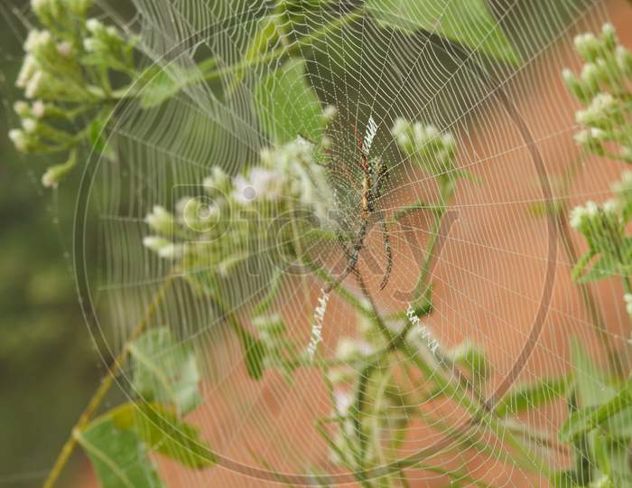 Beautiful Spider And Web With Water Drops In A Green Nature Background