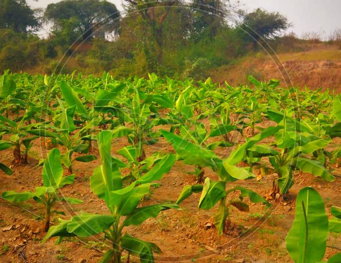 Banana tree plantation at growing stage, little plants in open sky