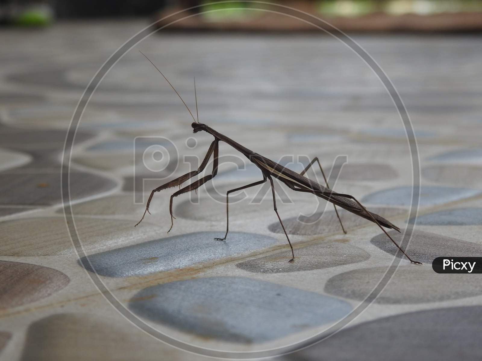 Cute Praying Mantis Love Funny Praying Mantis Wallpaper by EQDesigns |  Society6