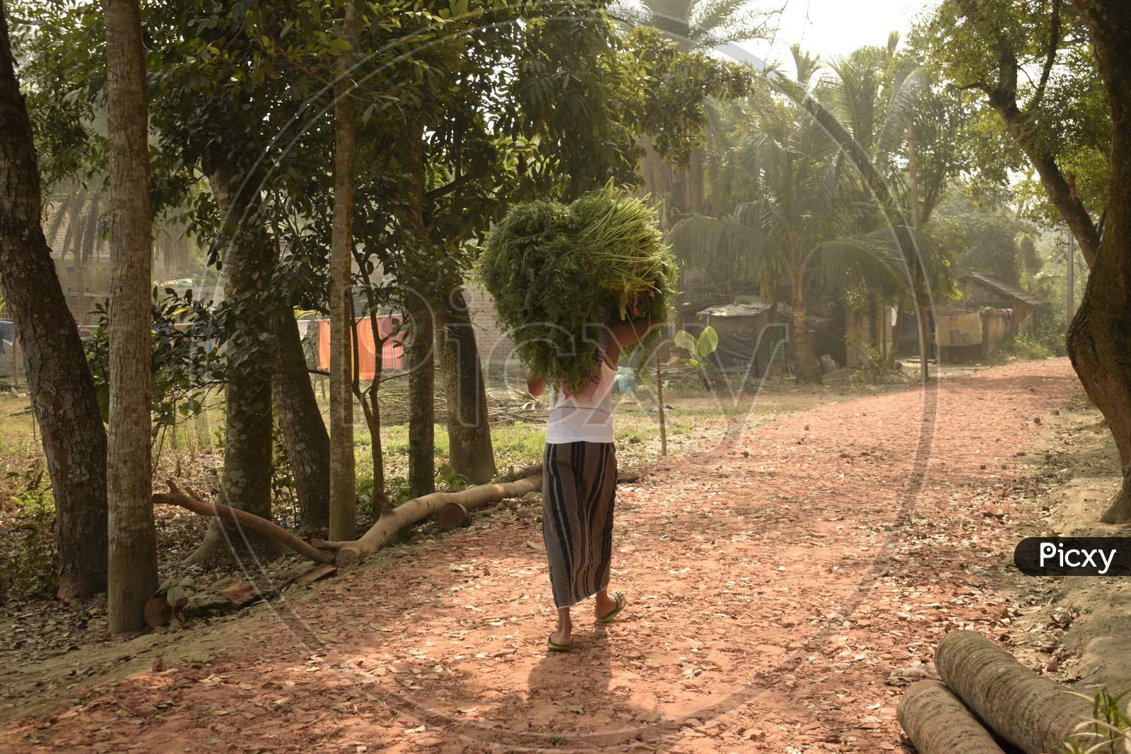 Village Farmer Carrying Crop Bundle On His Head With Selective Focus At Sohai Village, West Bengal, India