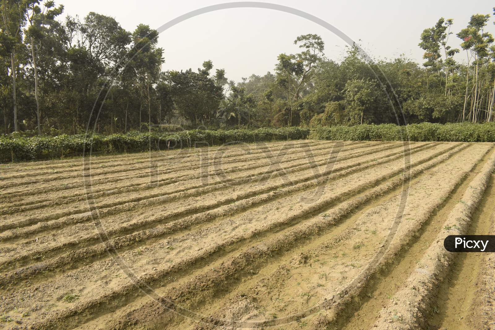 image-of-ploughed-field-in-a-village-for-cultivation-kt813466-picxy