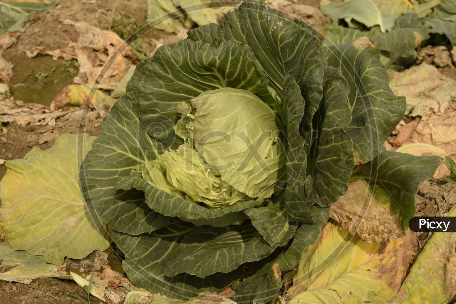 Cultivation Of Cabbage Flower In The Field