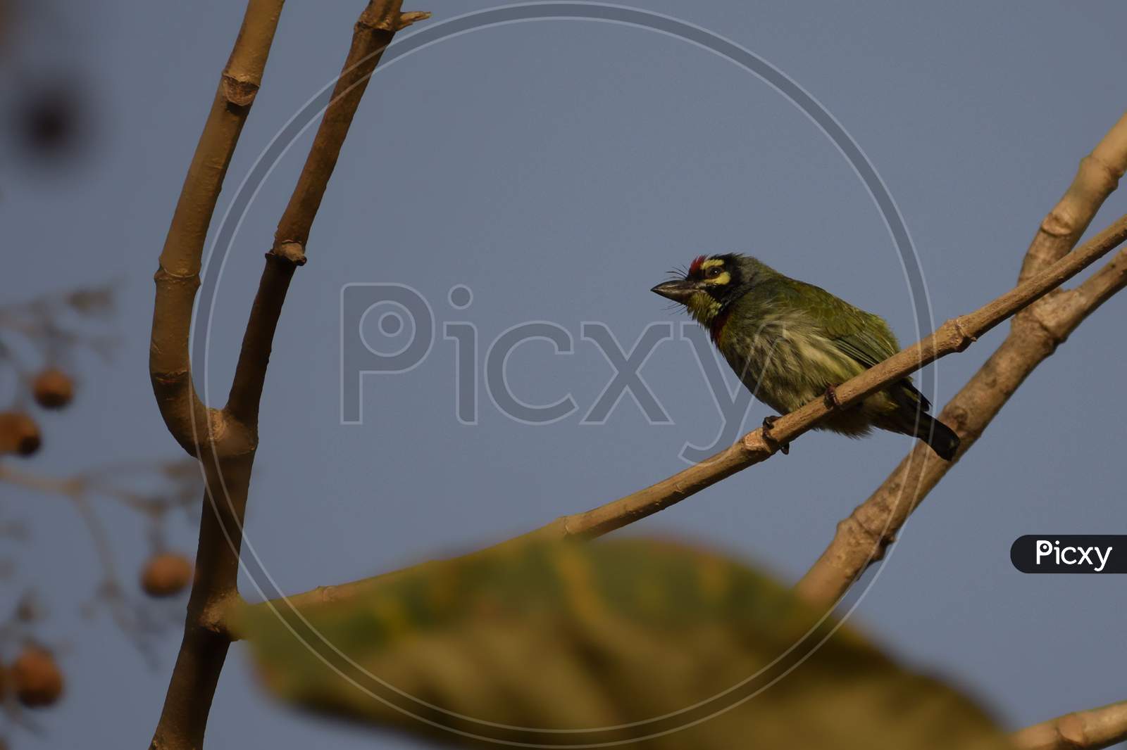 Coppersmith Barbet Bird On A Branch
