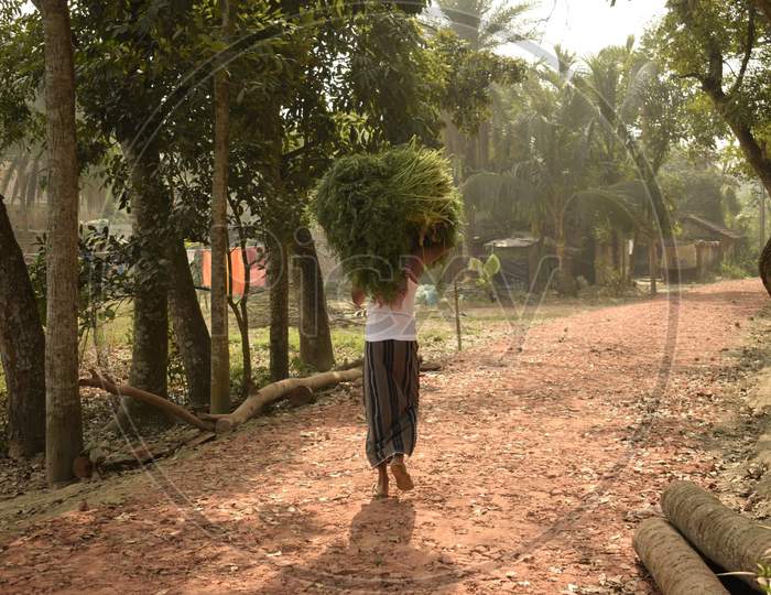 Farmer Carrying Crop Bundle On The Head With Selective Focus, Sohai Village, West Bengal, India