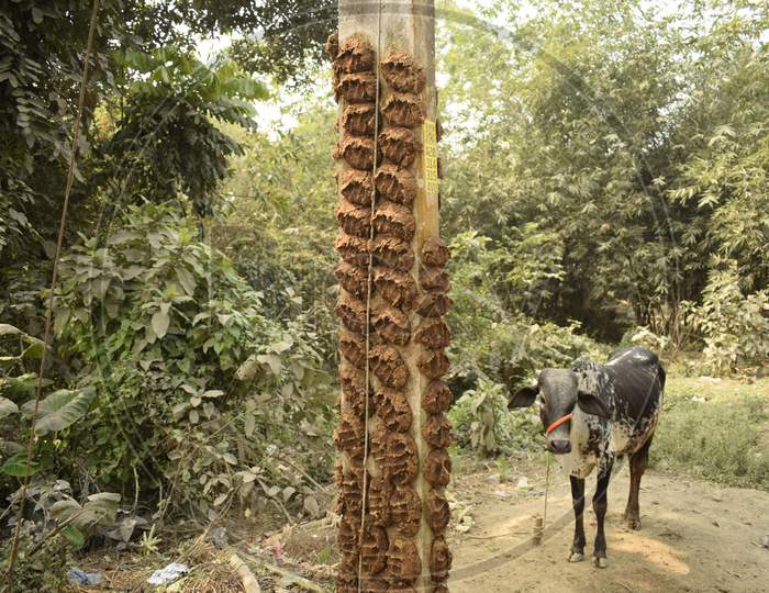 Cow Dung Cake On The Pillar