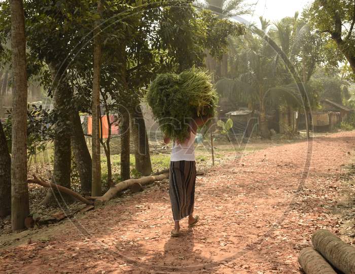 Village Farmer Carrying Crop Bundle On His Head With Selective Focus At Sohai Village, West Bengal, India
