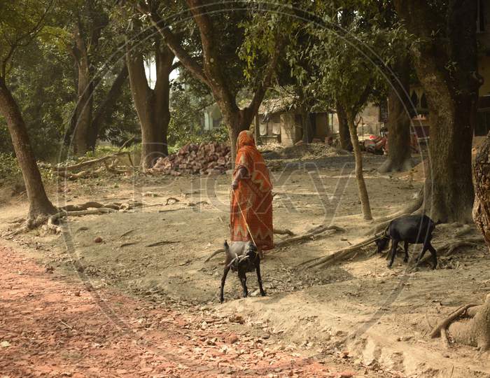 Village Woman With Her Goats With Selective Focus
