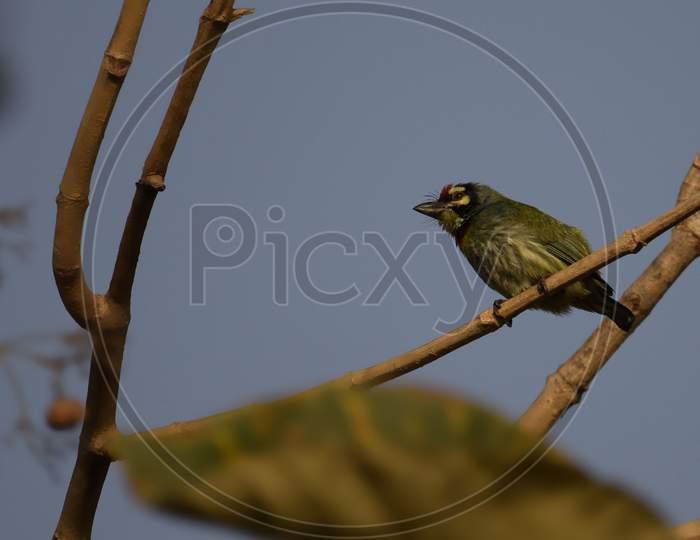 Coppersmith Barbet Bird On A Branch