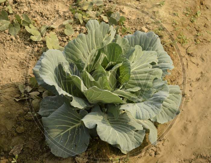 A Growing Cabbage Flower In The Field