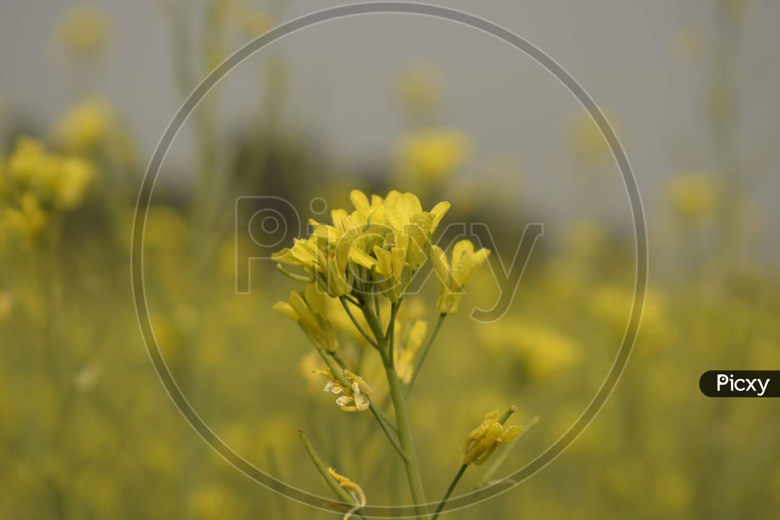 Mustard Plant Flower On The Stem
