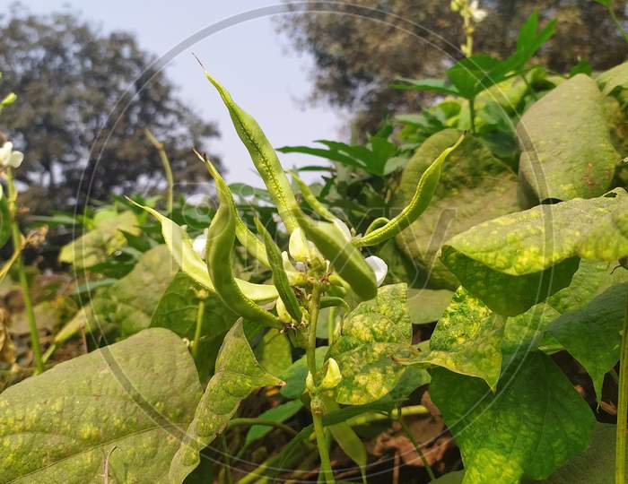 Indian green fava beans