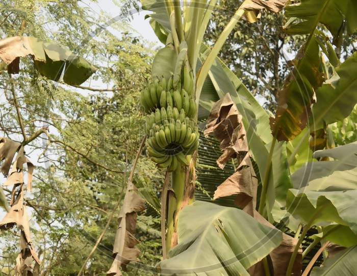 Banana Bunch On A Banana Tree In Nature