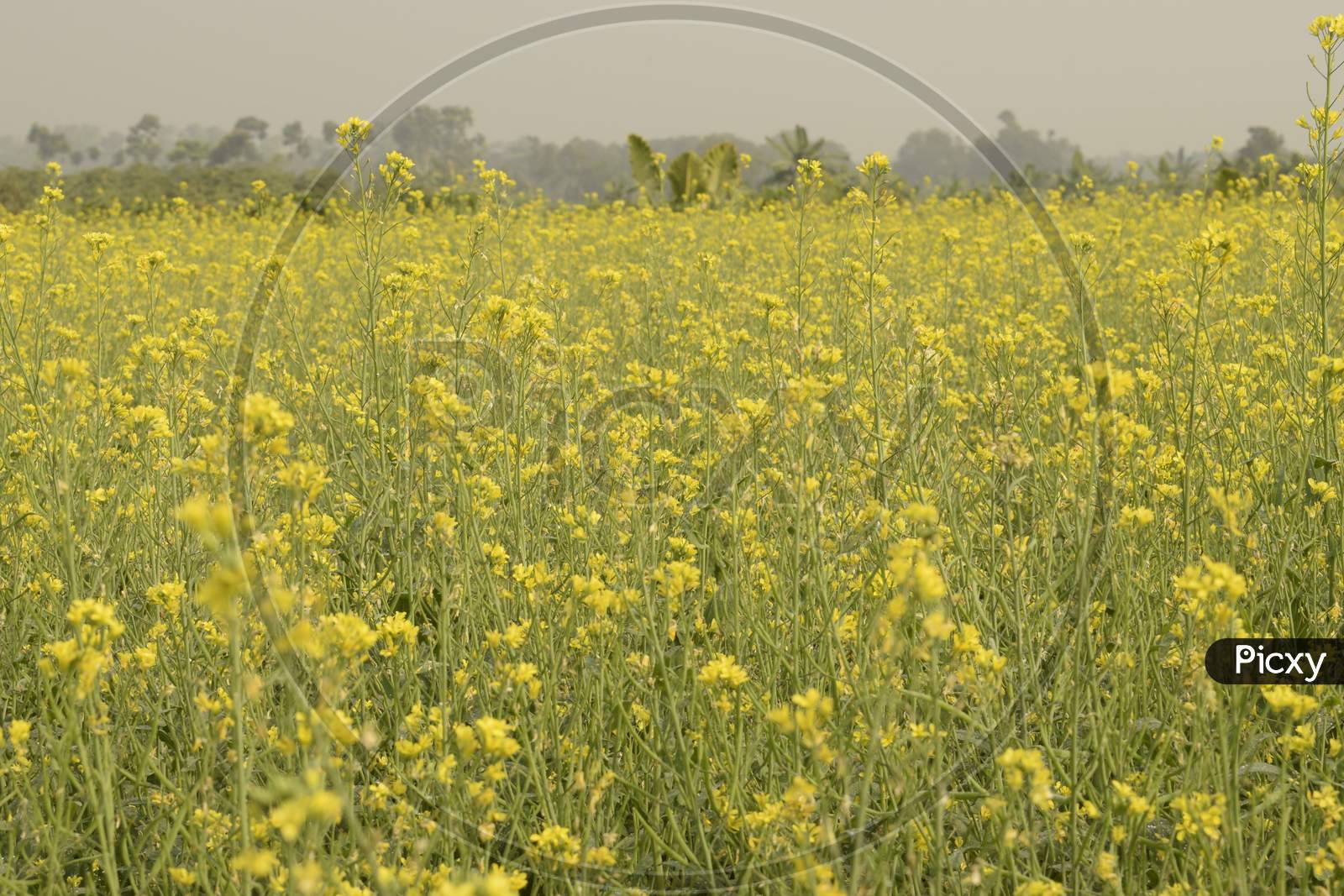 Mustard Seed Flower Field With Selective Focus
