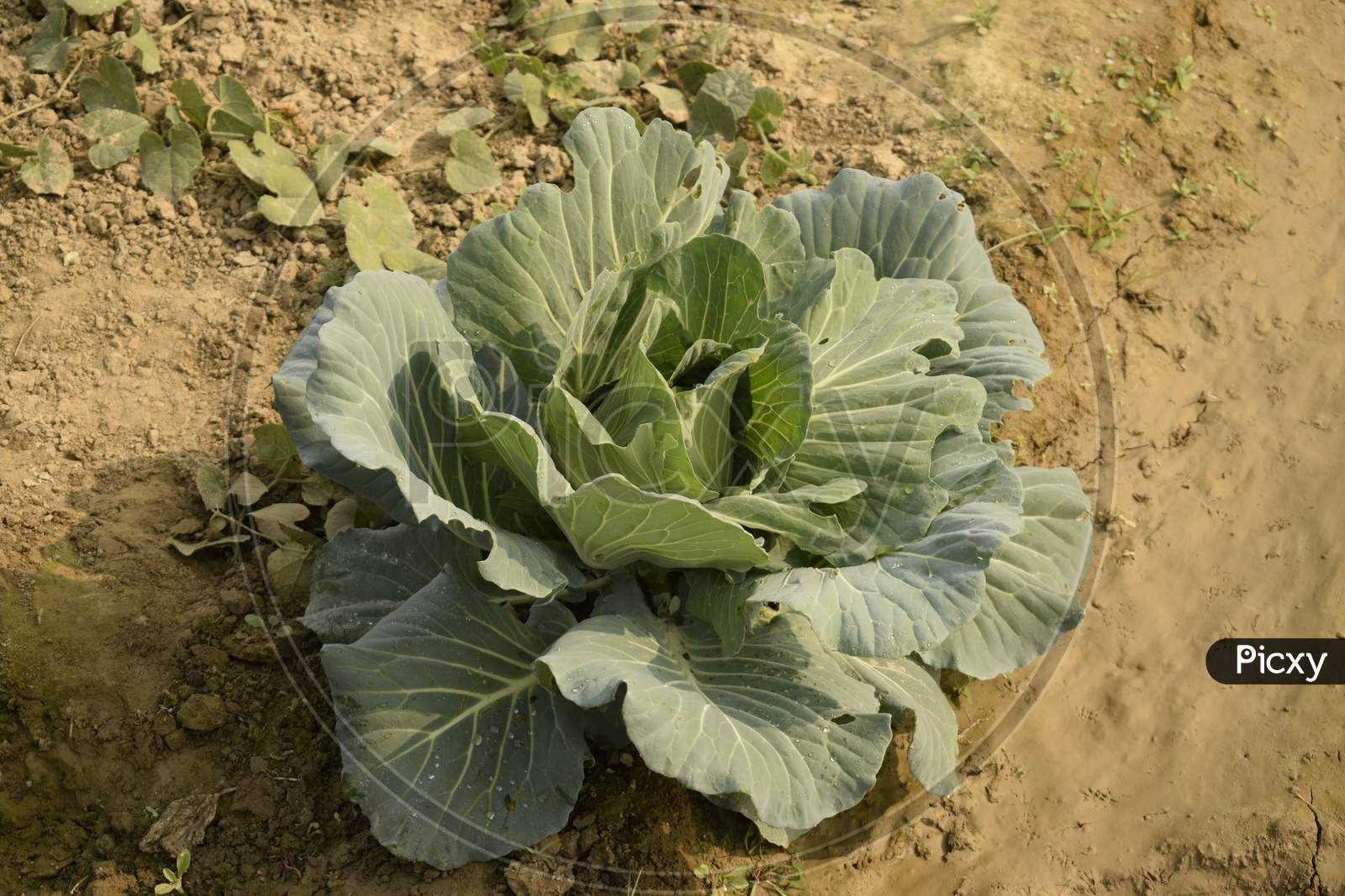 A Growing Cabbage Flower In The Field