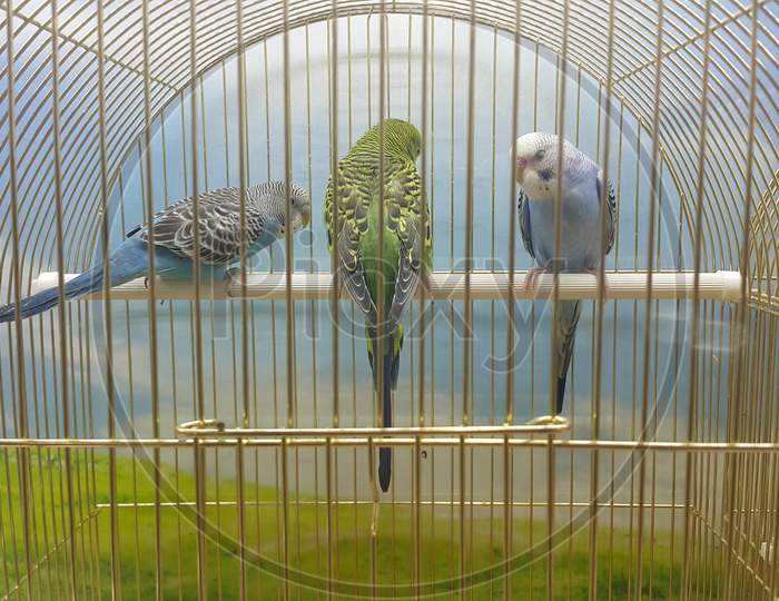 Parrots In A Cage In Public Park Zoo