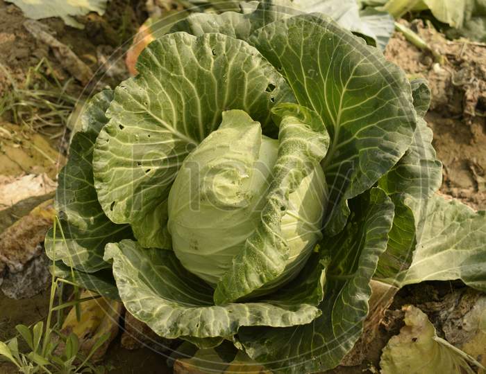 Cabbage Plant In The Field