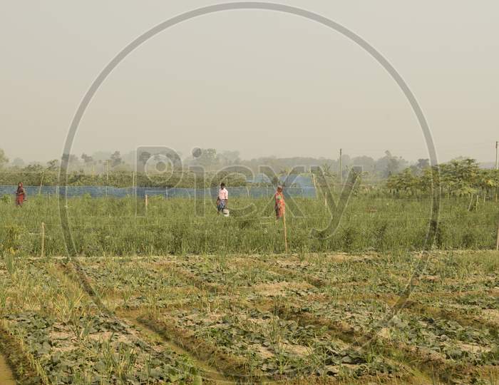 Farm Field With Crop Cultivation