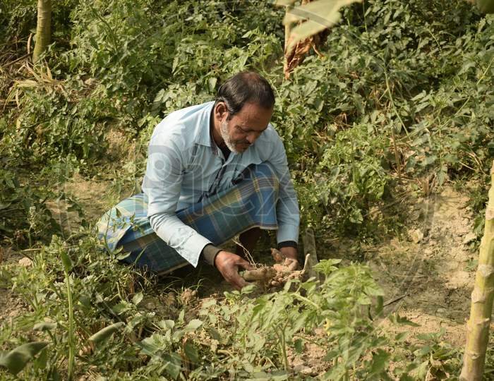 Farmer Digging Out Turmeric From The Field