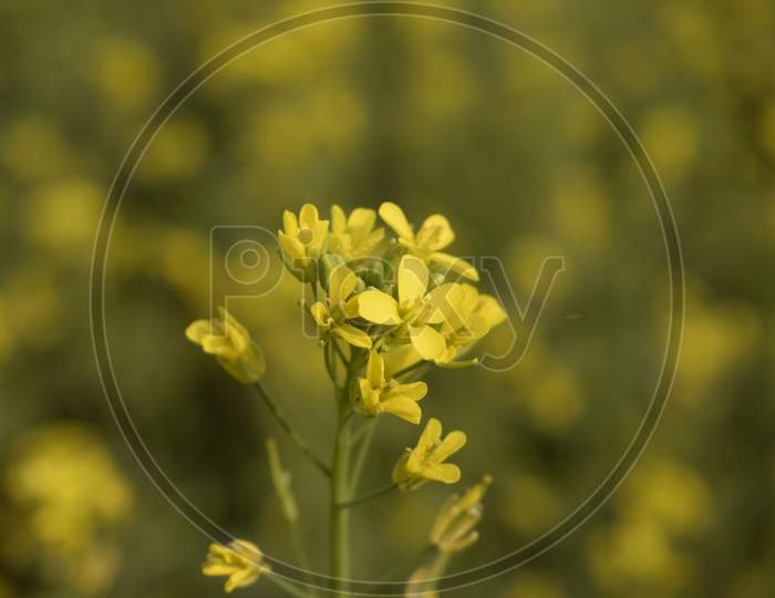 Mustard Plant Flower On The Plant Stem