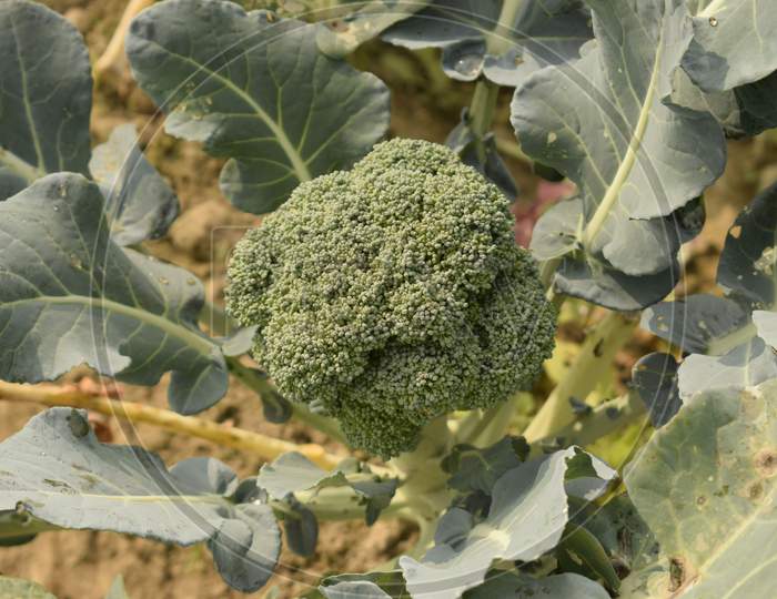 Fresh Broccoli In The Field Harvested