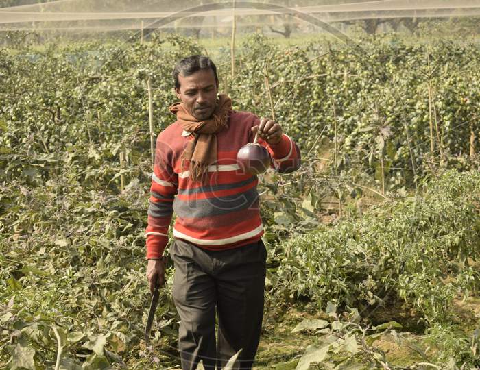 Farmer Showing His Farm Grown Eggplant Fruit
