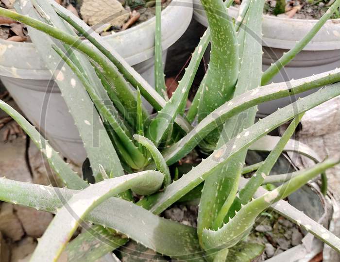 Alovira, green plant image