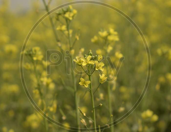 Selective Focus Of The Field Of Mustard Flower