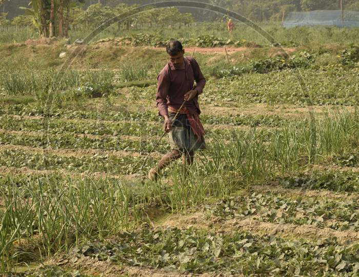 Farmer Spraying Pesticide To Maintain Crops