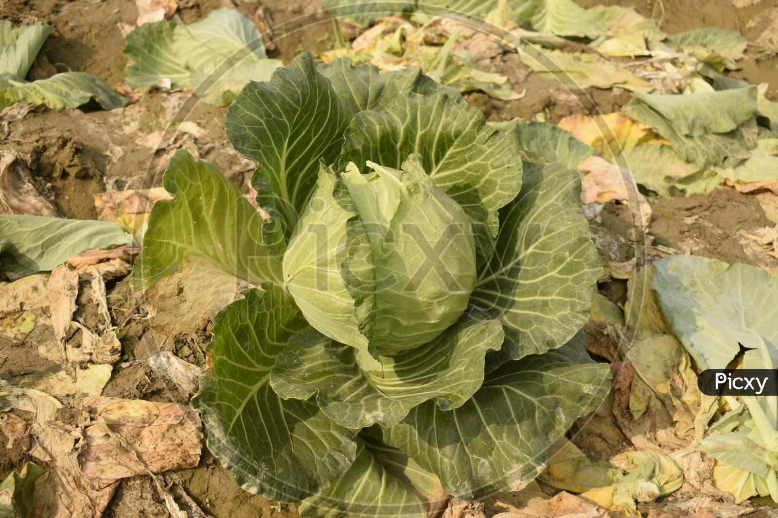 Cabbage Plant In The Field