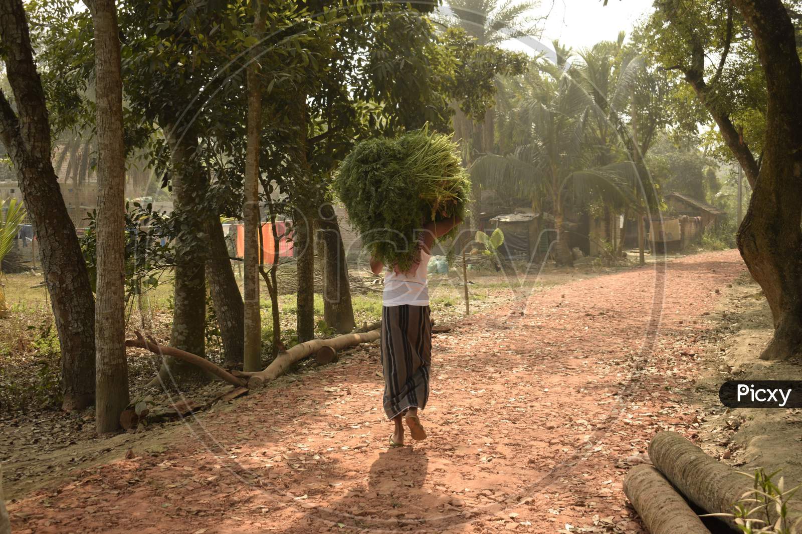 Farmer Carrying Crop Bundle On The Head With Selective Focus, Sohai Village, West Bengal, India